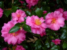 Shi-Shi Gashira Sasanqua Camellia, Beni Kan Tsubaki Sasanqua Camellia, Camellia hiemalis 'Shi-Shi Gashira, C. h. 'Beni-Kan-Tsubaki, C. sasanqua 'Shi-Shi Gashira'
